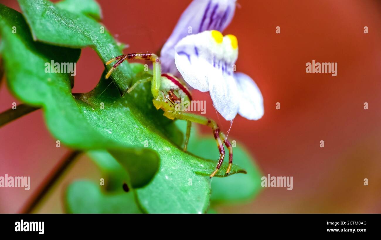 Gurke kleine Spinne auf einem grünen Pflanzenblatt mit thront Eine Blume Stockfoto