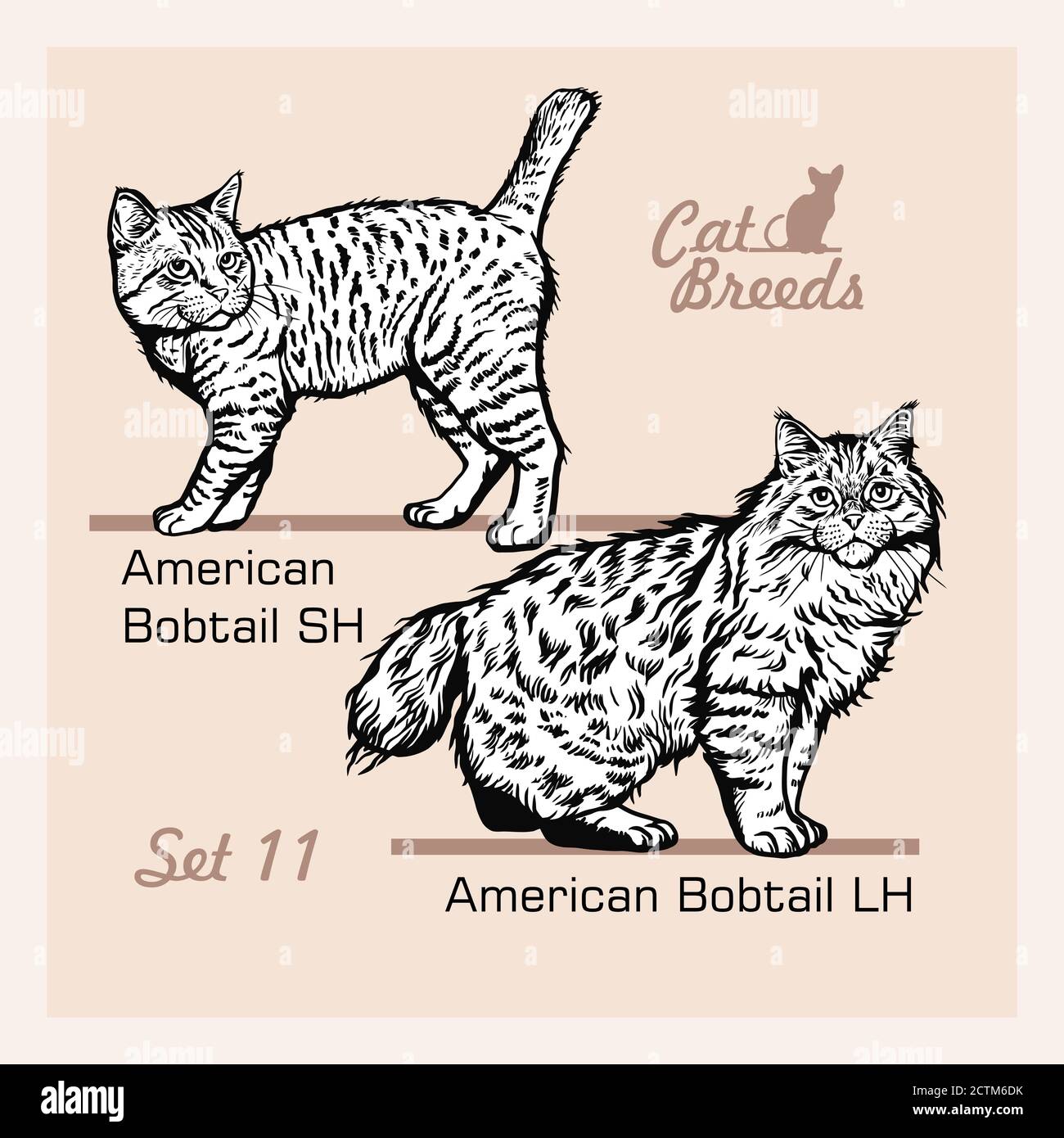 Katzenrassen - American Bobtail LH, American Bobtail SH - fröhliche Katzen isoliert auf weiß - Vektor-Set Stock Vektor