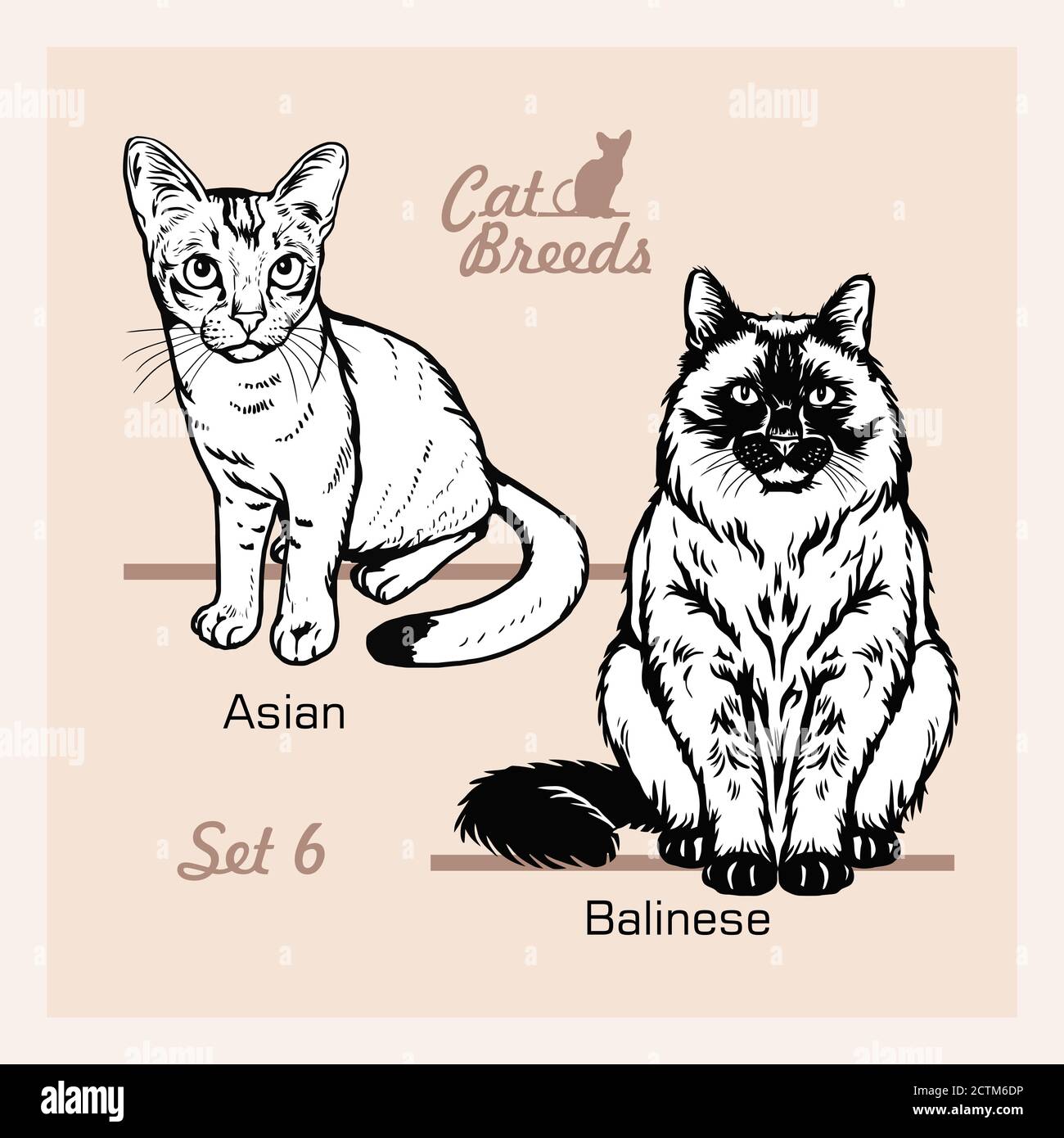 Katzenrassen - asiatisch, balinesisch - fröhliche Katzen isoliert auf weiß - Vektor-Set Stock Vektor
