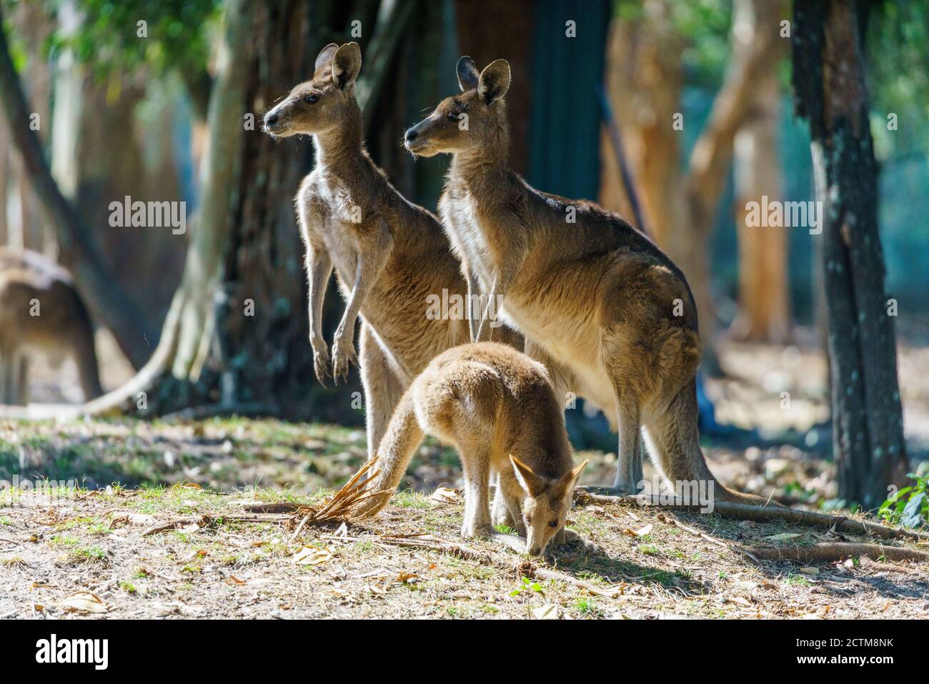 Leben mit Kandorus, Schmetterling, Natur in Noosa Head Australia Stockfoto