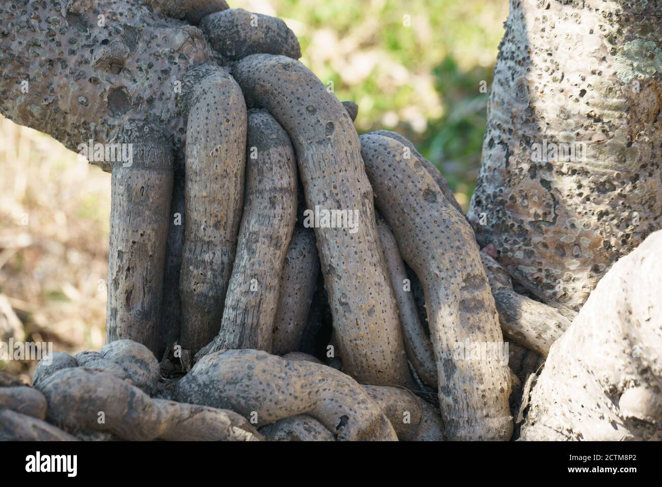 Schöner tropischer Strand mit weißem Sand, Palmen, türkisfarbenem Meer gegen blauen Himmel mit Wolken am sonnigen Sommertag. Stockfoto
