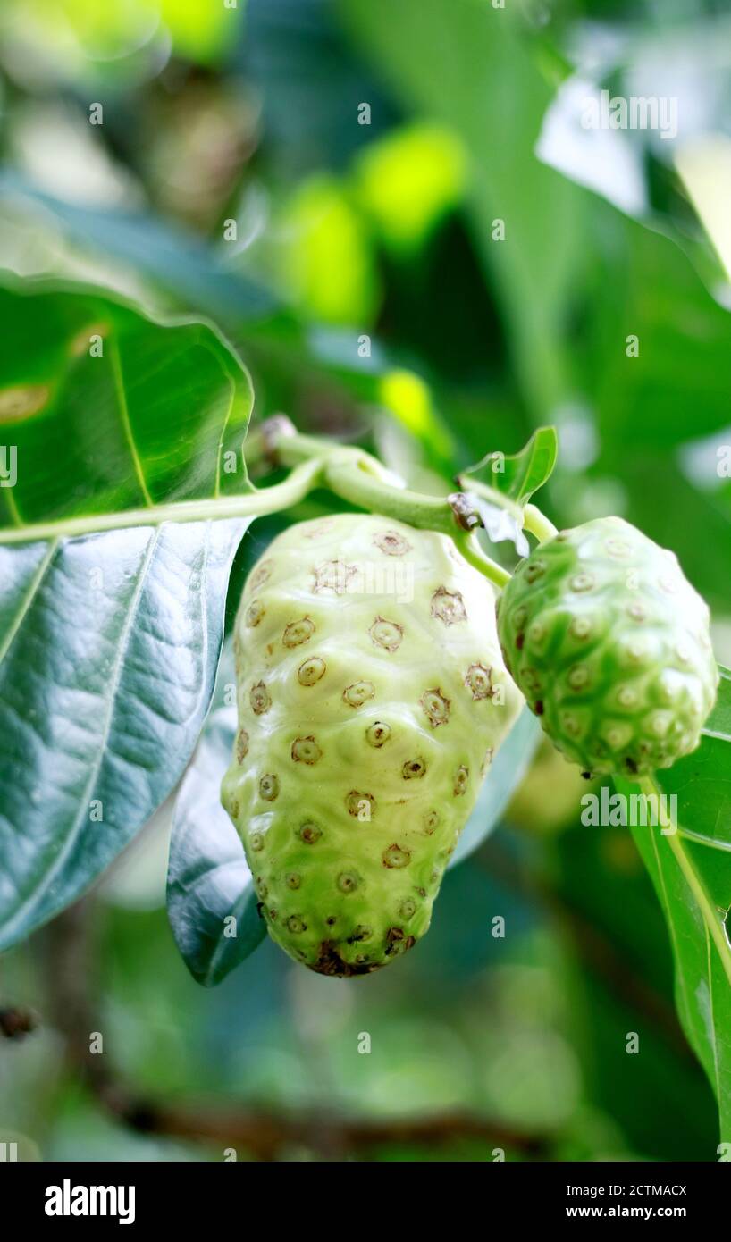 Noni oder Käsefrucht auf Baum in Indonesien. Stockfoto