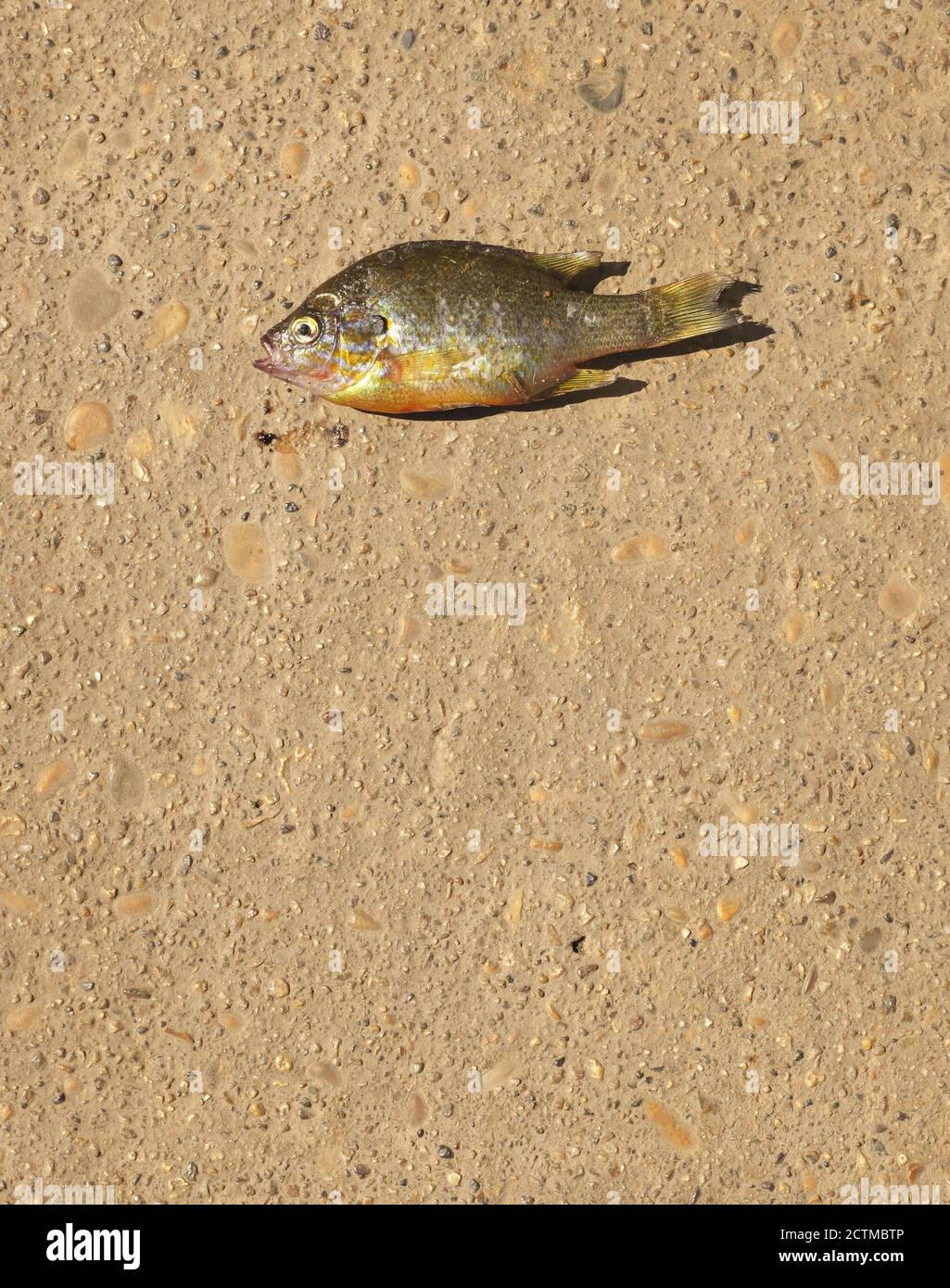 Toter Fisch auf dem Boden gefunden Stockfoto