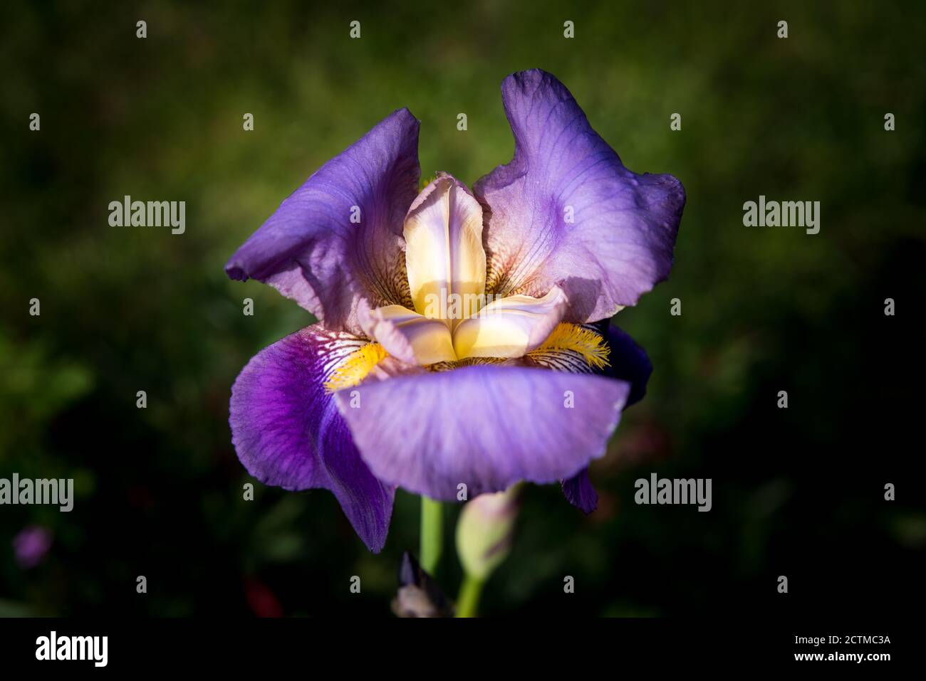 Detail der lila blühenden Iris Stockfoto