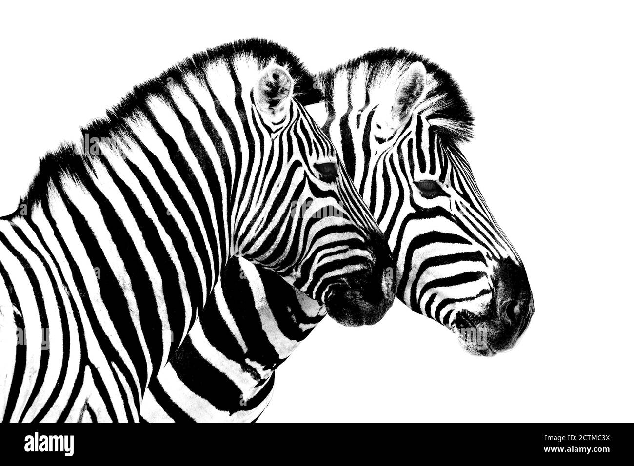 Zebras auf weißem Hintergrund isoliert Nahaufnahme Seitenansicht, zwei Zebra Kopf Porträt im Profil, schwarz-weiß Kunst Fotografie, gestreifte Tiermuster Stockfoto