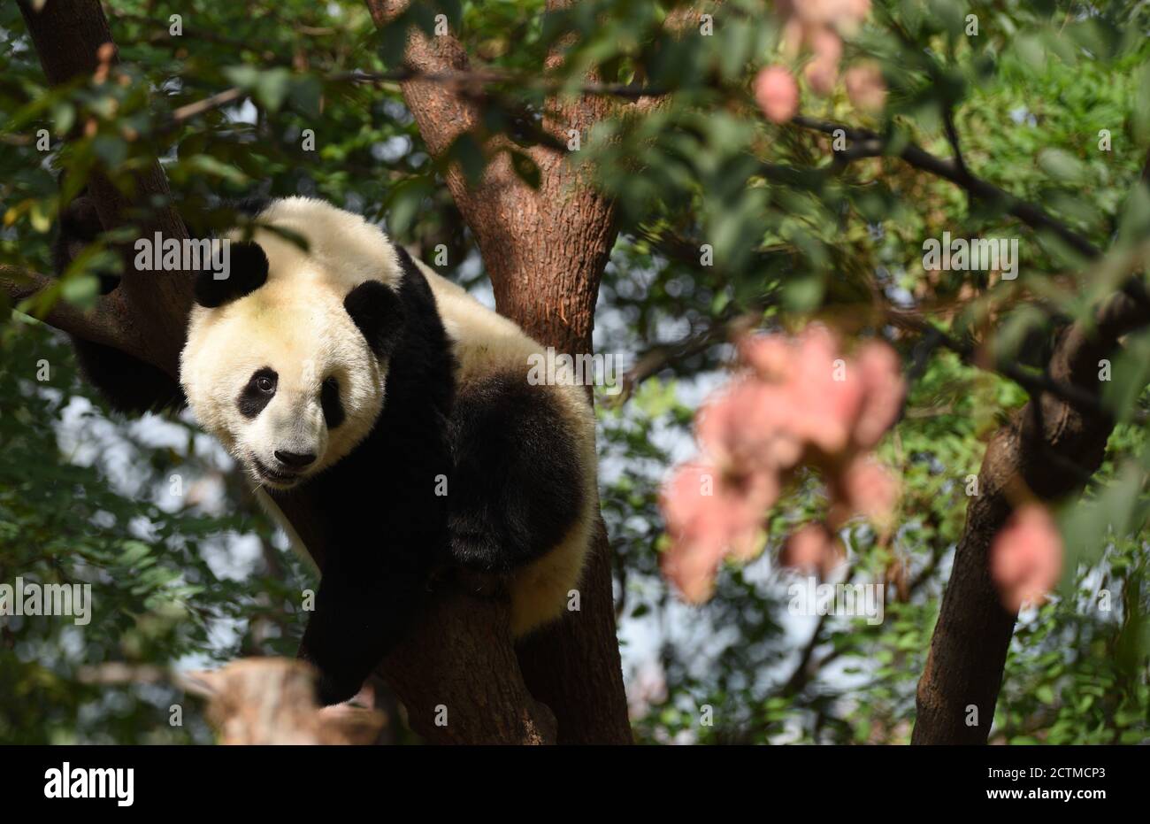 XI'an, Chinas Provinz Shaanxi. September 2020. Ein riesiger Panda wird im Qinling Forschungszentrum für die Züchtung des riesigen Pandas im Bezirk Zhouzhi, nordwestlich der chinesischen Provinz Shaanxi, am 23. September 2020 gesehen. Das Zentrum übernimmt die Aufgaben wie Feldrettung, Krankheitsbekämpfung, Artenzucht und Ernährungsforschung in der Ernährung, die spezifisch für die in den Qinling-Bergen lebenden Riesenpandas sind. Insgesamt leben derzeit 31 Riesenpandas im Zentrum und werden von über 20 Vollzeitfutterern betreut. Quelle: Liu Xiao/Xinhua/Alamy Live News Stockfoto