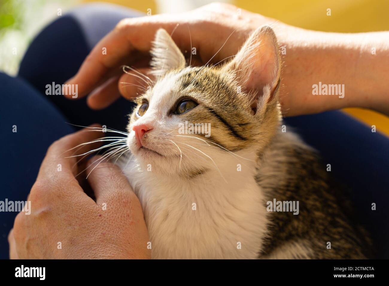 Niedliches Kätzchen, Das In Der Nähe Des Besitzers Liegt Stockfoto