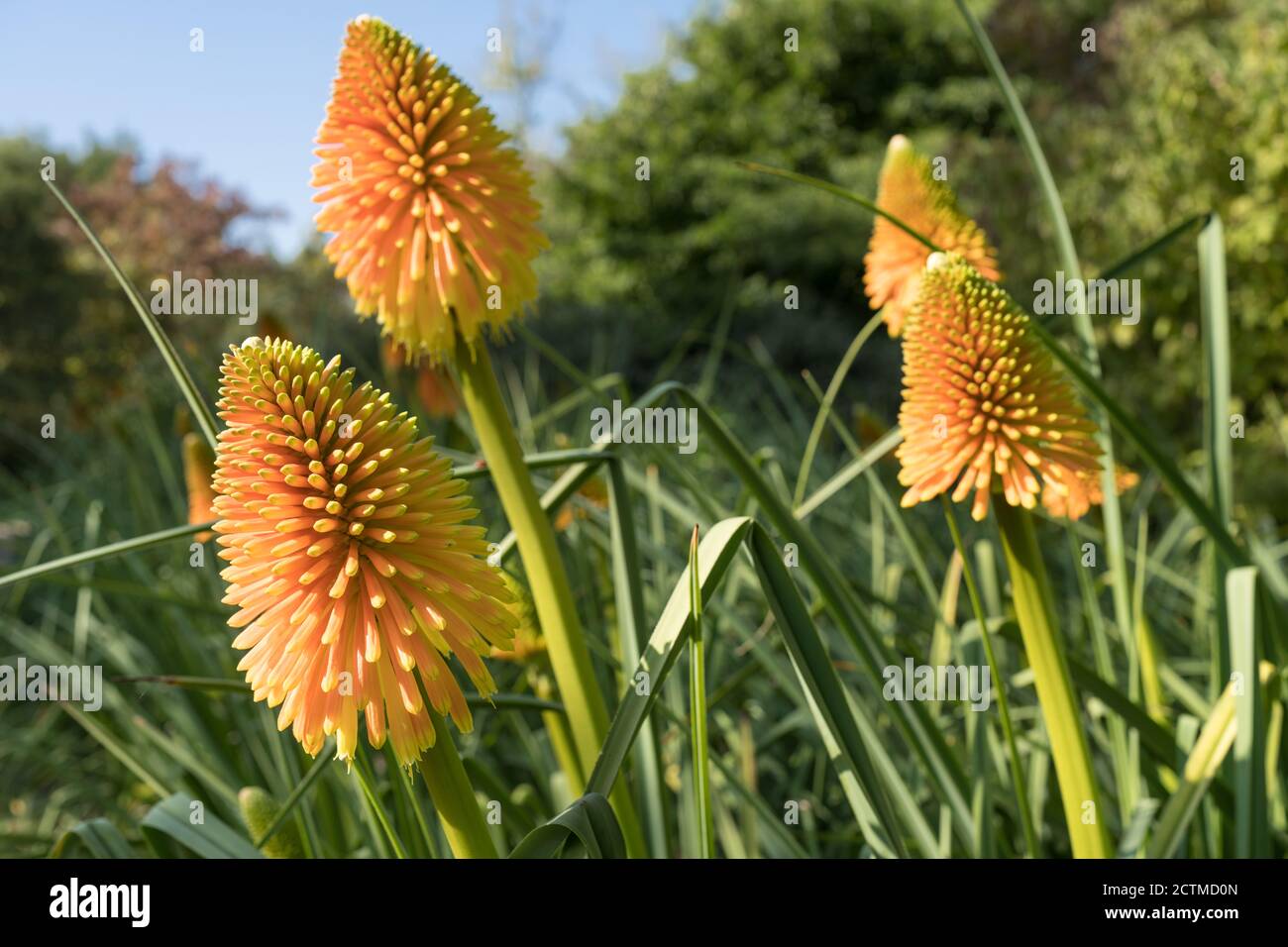 Red Hot Pokers kniphofia-Ausstellung in den Sir Harold Hiller Gardens In der Nähe von Romsey in Hampshire Stockfoto