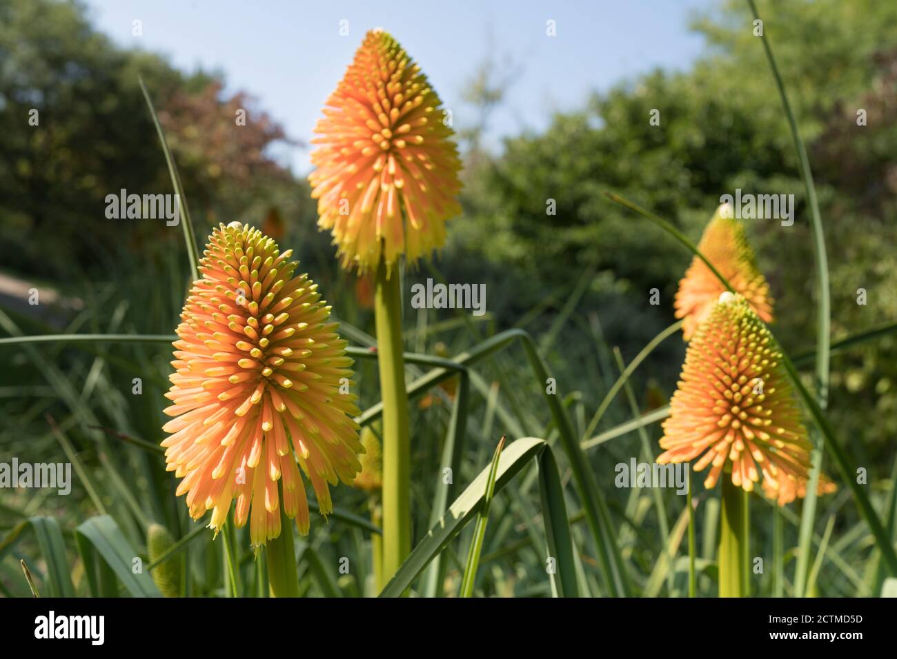 Red Hot Pokers kniphofia-Ausstellung in den Sir Harold Hiller Gardens In der Nähe von Romsey in Hampshire Stockfoto