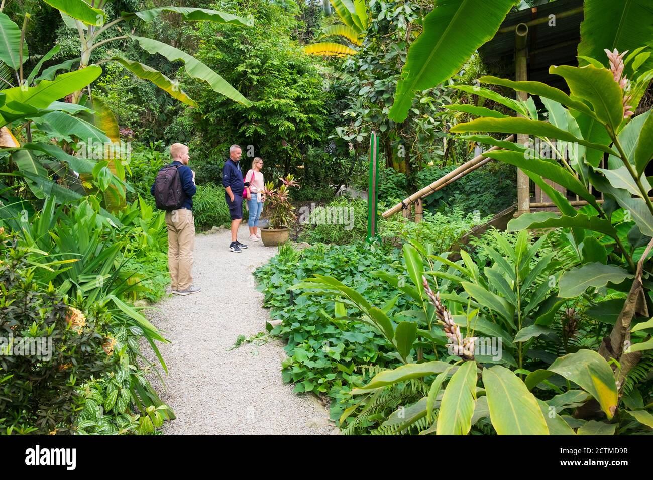 Besucher in den geodätischen Biom-Kuppeln des Regenwaldes im Eden Project, einer Touristenattraktion in Cornwall. Stockfoto