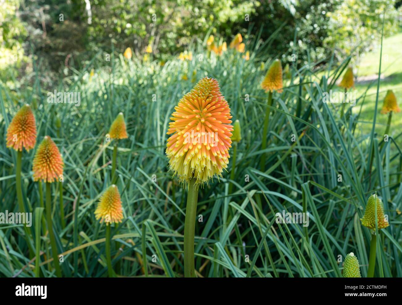 Red Hot Pokers kniphofia-Ausstellung in den Sir Harold Hiller Gardens In der Nähe von Romsey in Hampshire Stockfoto
