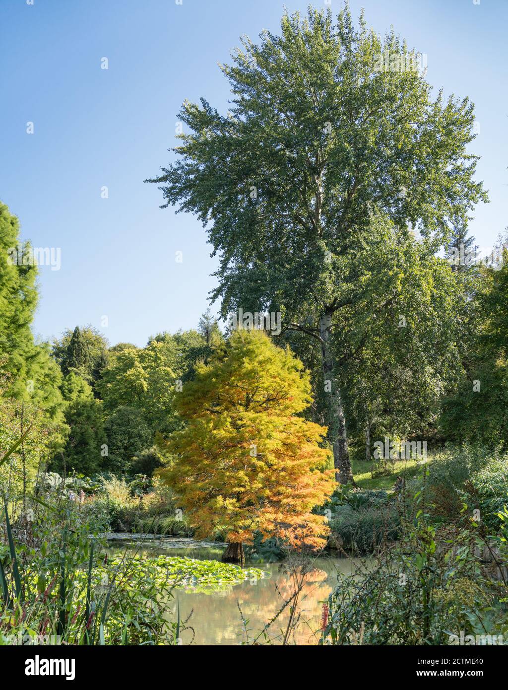 Acer über dem Lilly Teich bei Sir Harold Hiller Gardens In der Nähe von Romsey in Hampshire Stockfoto