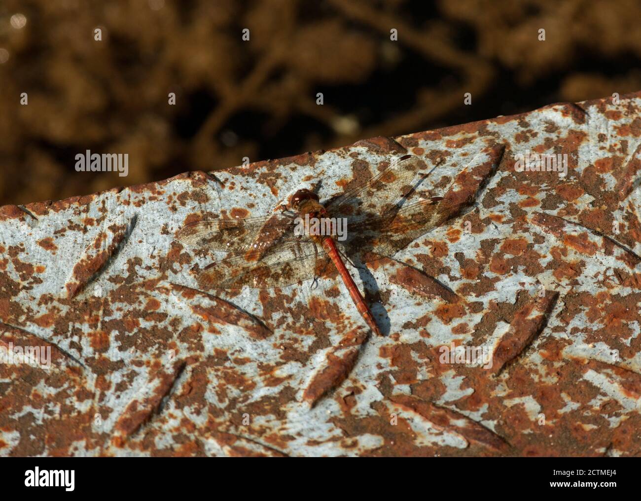 Die Red Darter ist eine stolzer Libellulidae. Wie der Name schon sagt, verbringen sie lange Zeit thront und dann dash out, um Beute zu ergreifen Stockfoto