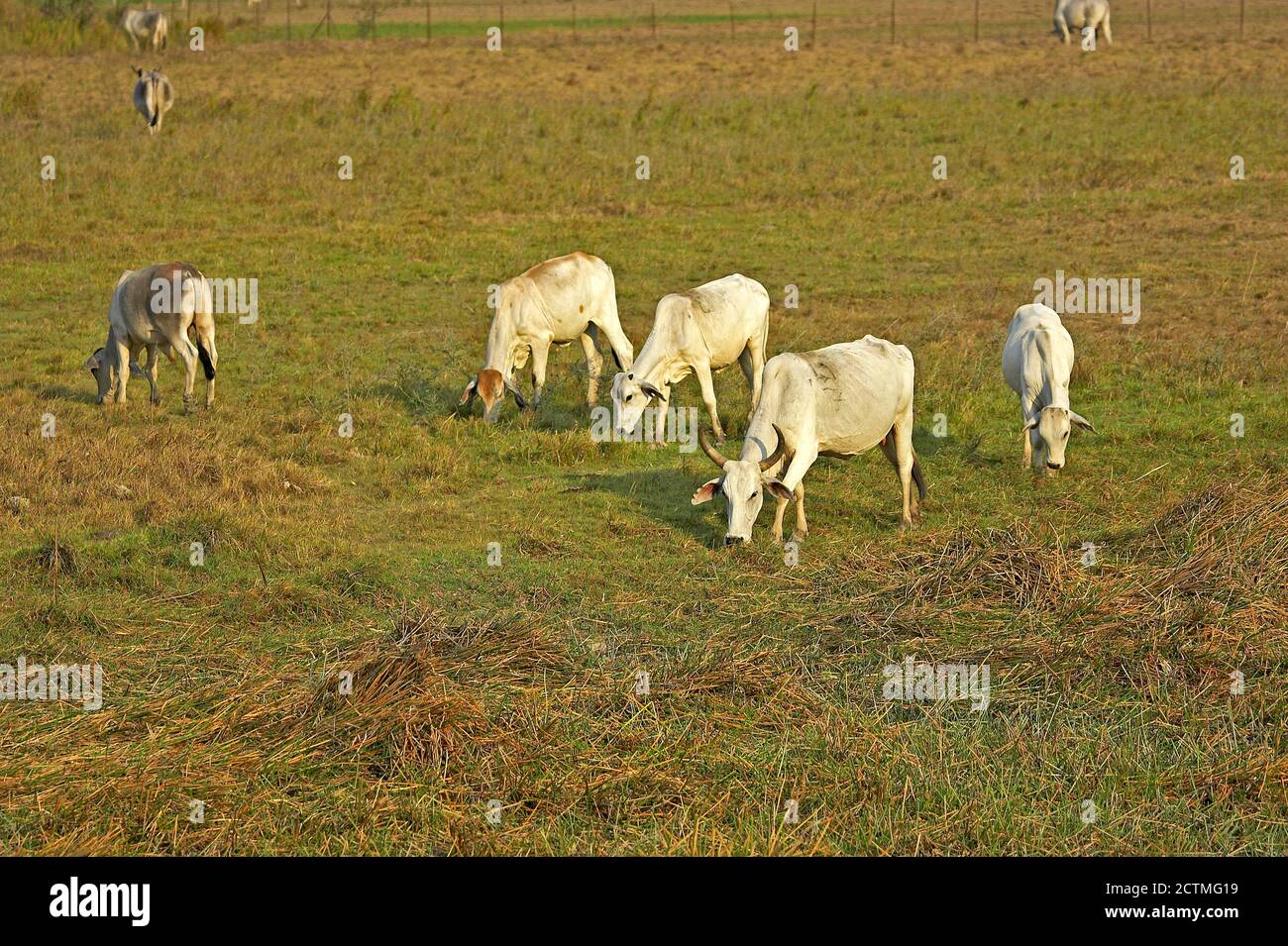 Hausrind, Los Lianos in Venezuela Stockfoto