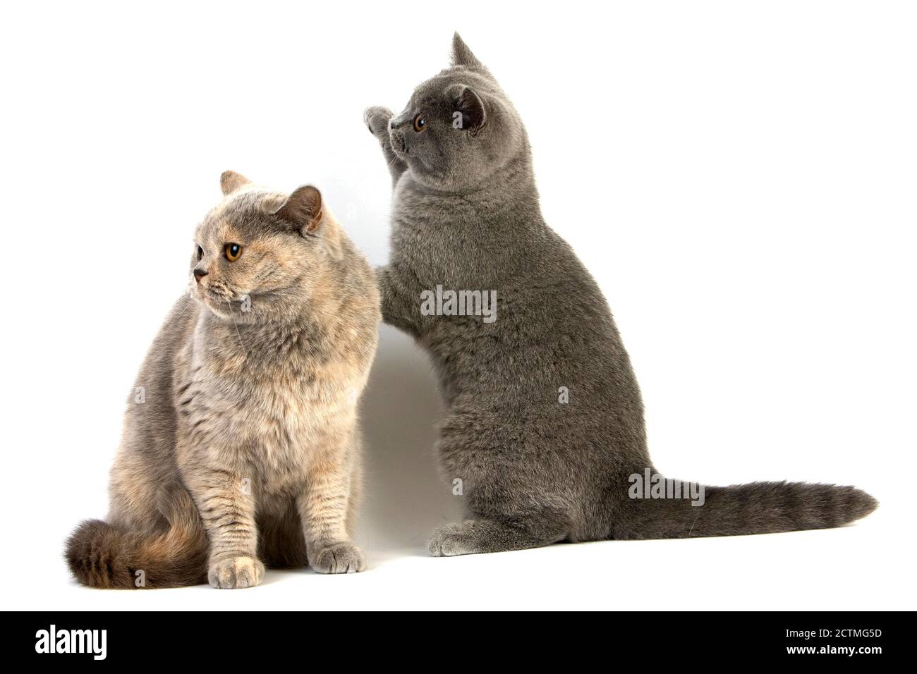 Blue Cream British Kurzhair Female mit Blue British Kurzhaar-Kätzchen, Hauskatze vor weißem Hintergrund Stockfoto