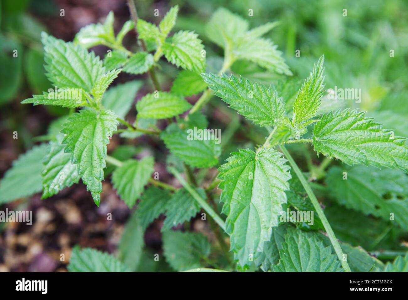 Häufig oder stechend Brennnessel, Urtica dioica, kleine Pflanze Makro, selektiver Fokus Stockfoto