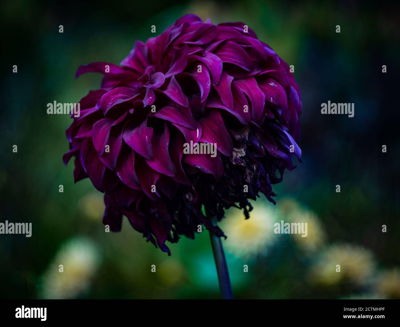 Schöne farbige Blume im Botanischen Garten in Prag, Tschechische Republik, Europa. Die Sommerstimmung zieht langsam in den Herbst und die Blumen ändern sich mit der Jahreszeit. Stockfoto