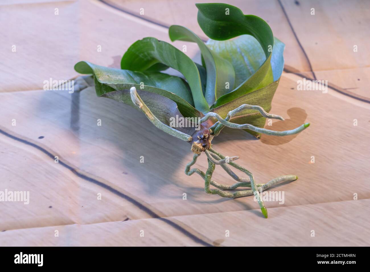 Phalaenopsis Orchidee mit neuen Wurzeln. Orchidee erfolgreich wiederhergestellt Stockfoto
