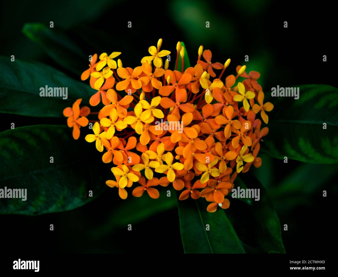 Schöne farbige Blume im Botanischen Garten in Prag, Tschechische Republik, Europa. Die Sommerstimmung zieht langsam in den Herbst und die Blumen ändern sich mit der Jahreszeit. Stockfoto