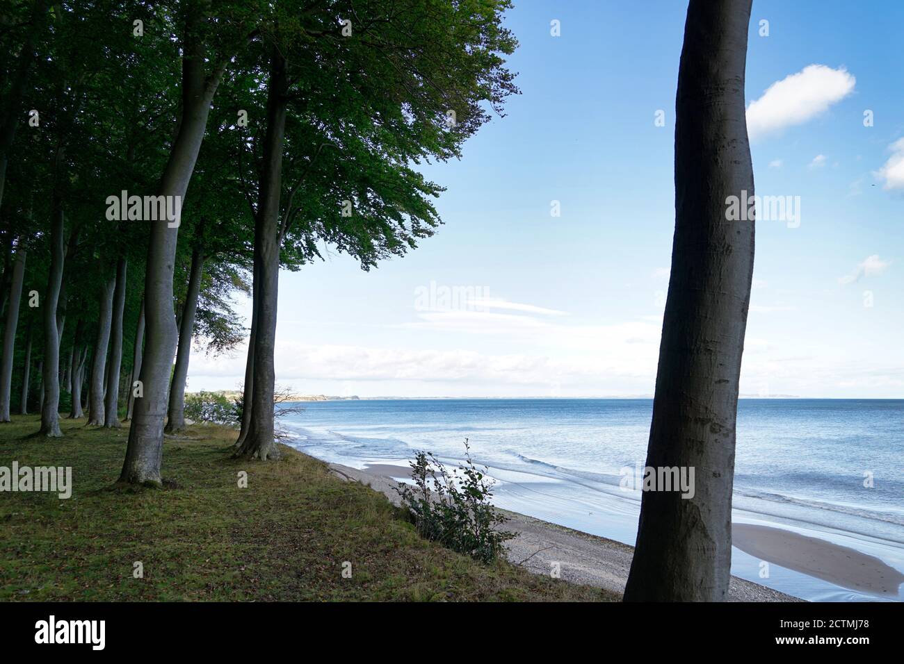 Buche im Faneskov Wald, ein Baum vor der Küste von Mon, Dänemark, Ostsee Stockfoto