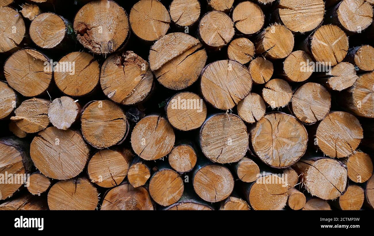 Nahaufnahme von gestapelten Holzstapeln / Holz / Brennholz (gebellt) mit sichtbarer altersgeringstruktur im Schwarzwald, Deutschland. Stockfoto