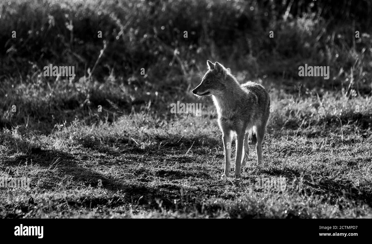 Naturmalerei oder Landschaft des indischen Schakals (Canis aureus indicus) Oder Himalaya Schakal oder Golden Schakal in goldenen Stunde bei Wald von Zentral-Indien Stift Stockfoto