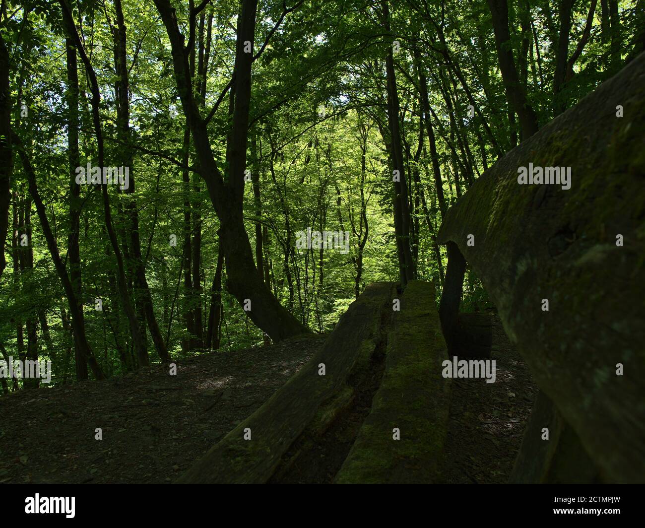 Verwitterte alte Holzruhbank im Wald mit Laubbäumen bei Bingen am Rhein, Rheinland-Pfalz, Deutschland am sonnigen Frühlingstag. Stockfoto
