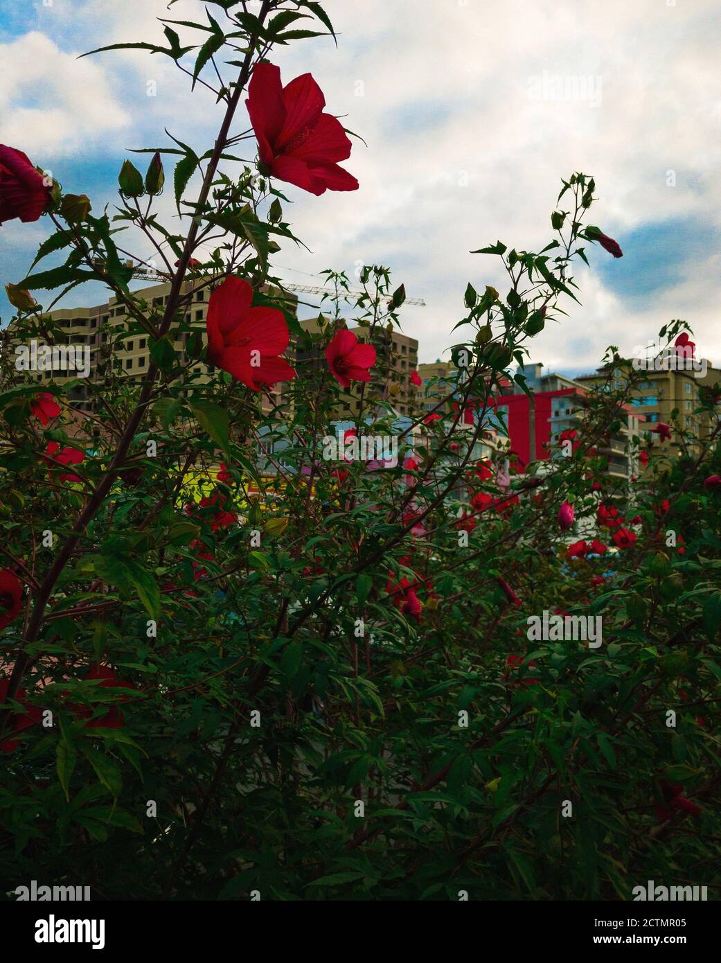 Städtischer Busch des Hibiscus Red Stockfoto