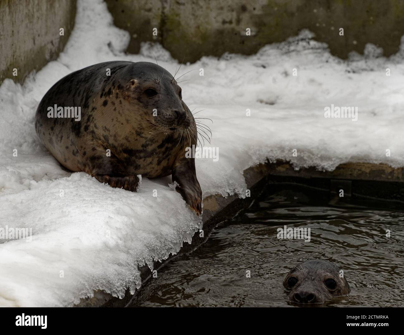 Grausiegel (Halichoerus grypus) Junge Jungtiere in Pflege während des Winters. Stockfoto