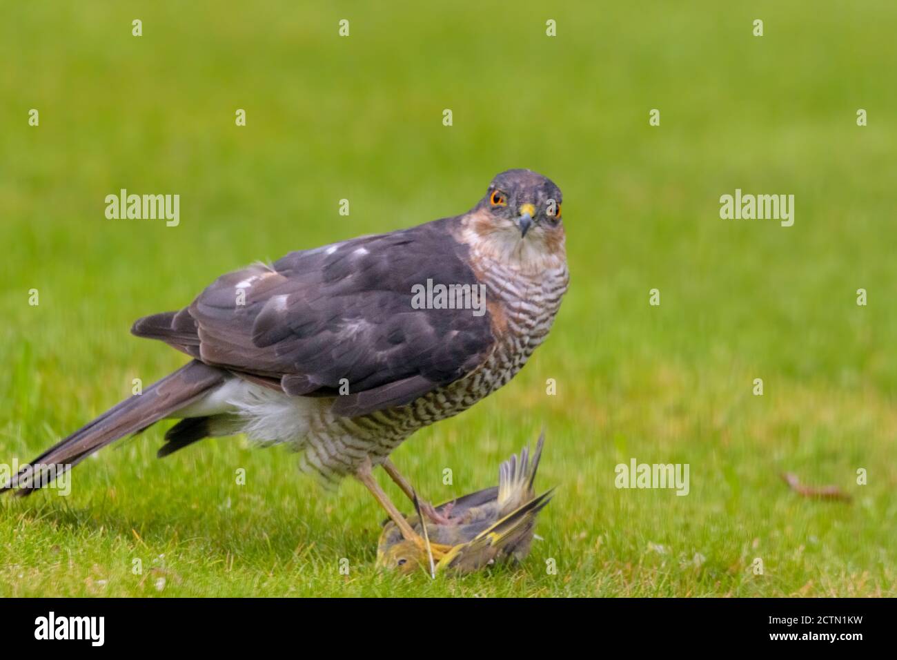 Ein Sparrowhawk in einem Vorstadtgarten, der gerade seine Beute gefangen hat, ein Grünfink Stockfoto