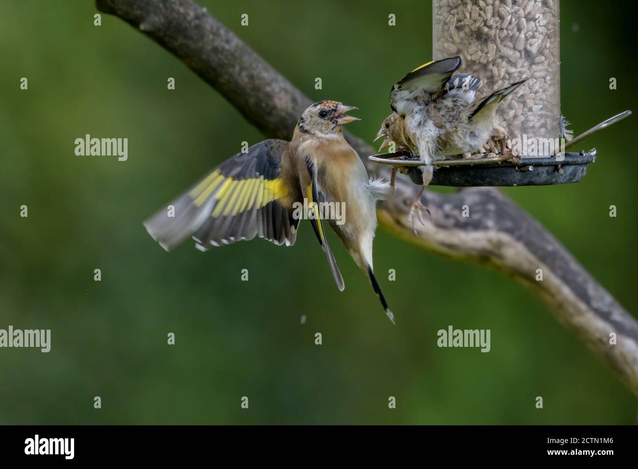 Goldfink zanken auf dem Feeder Stockfoto