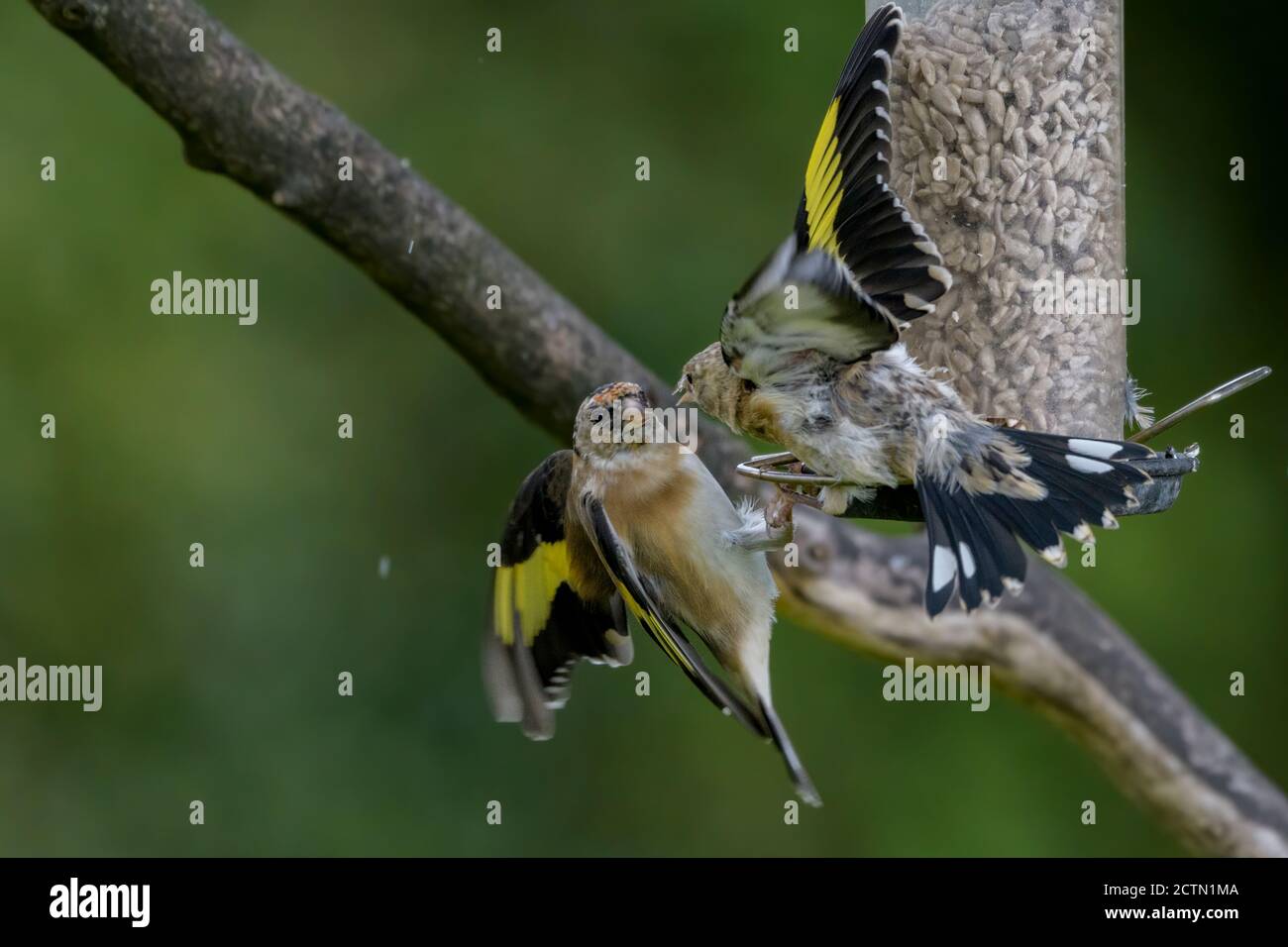 Goldfink zanken auf dem Feeder Stockfoto