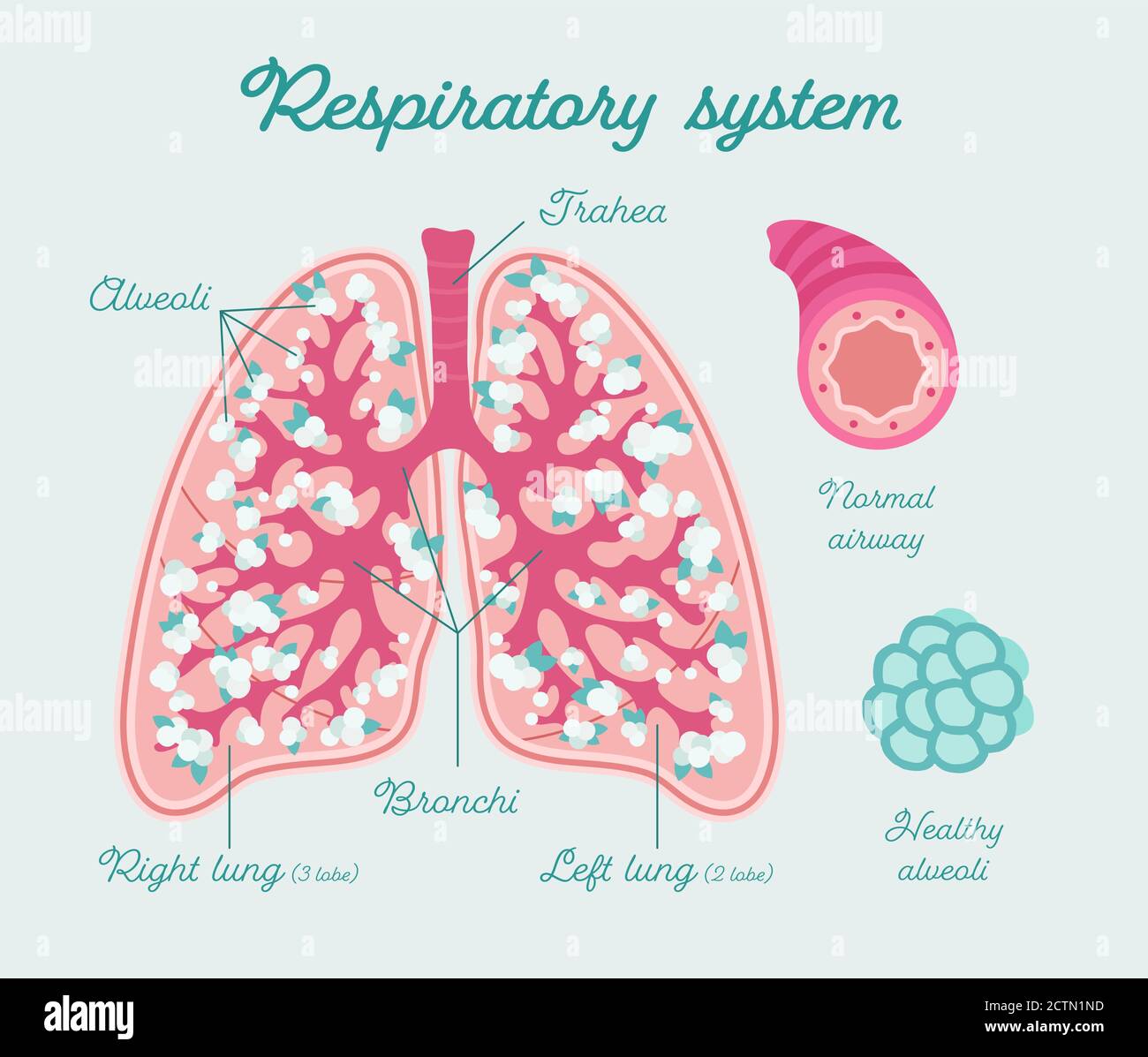 Patientenfreundliches florales Schema gesunder menschlicher Lungen. Die Struktur der Lungen - handgezeichnetes medizinisches Diagramm Stock Vektor