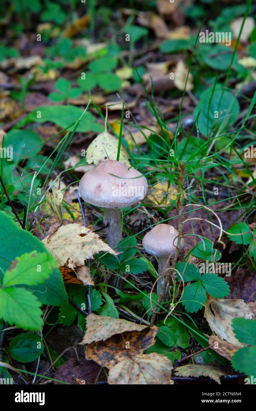Toadstool, Nahaufnahme eines giftigen Pilzes im Wald auf grünem Moosboden Stockfoto