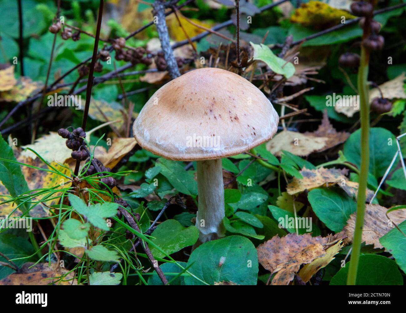 Toadstool, Nahaufnahme eines giftigen Pilzes im Wald auf grünem Moosboden Stockfoto