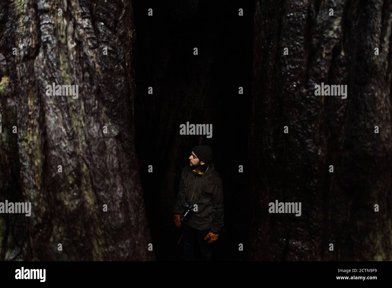 Hohe Winkel der männlichen Touristen stehen zwischen Stämmen von riesigen Bäume in nassen Wäldern an bewölktem Tag Stockfoto