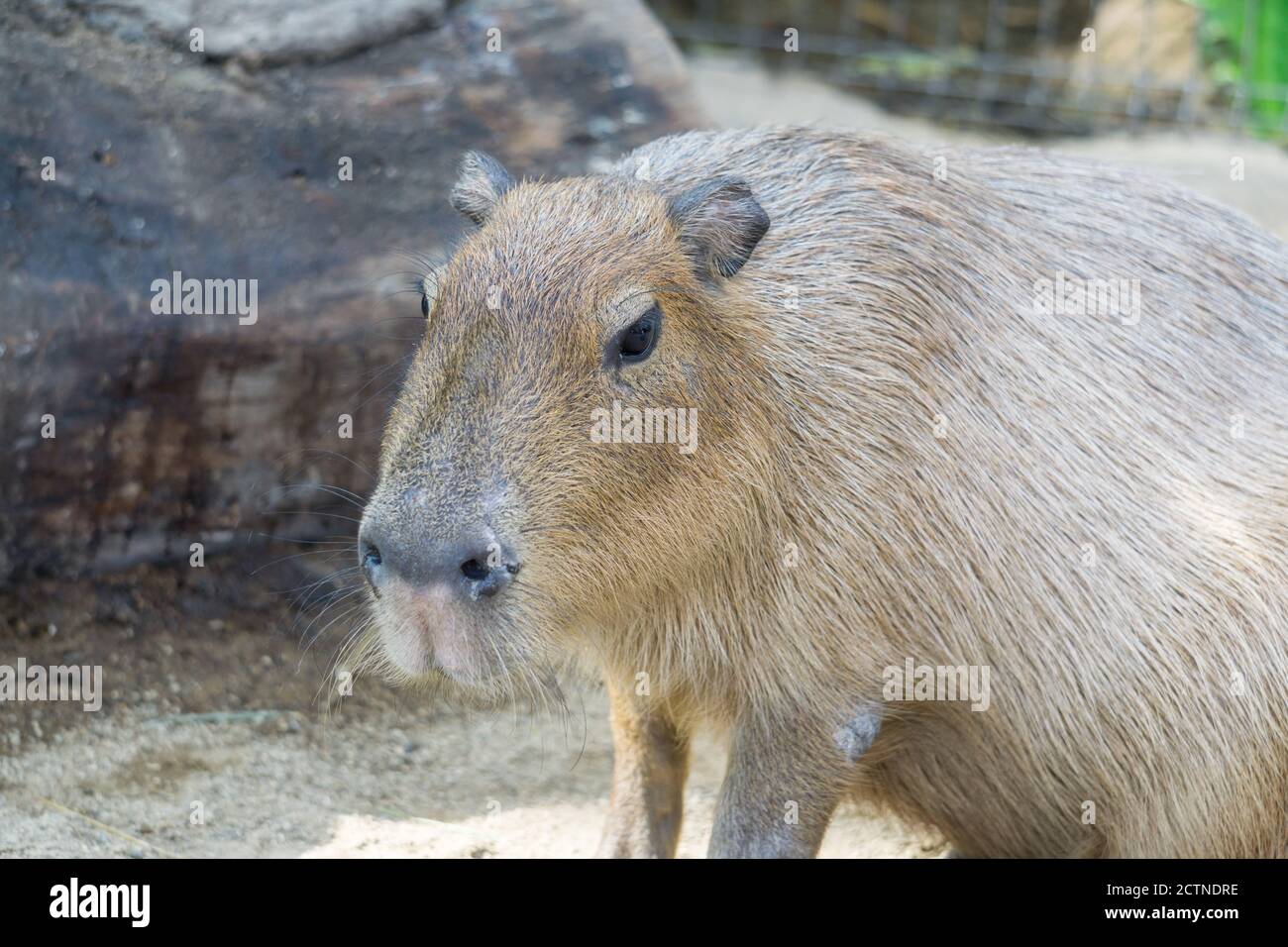 Nagetier Von Sudamerika Stockfotos Und Bilder Kaufen Alamy