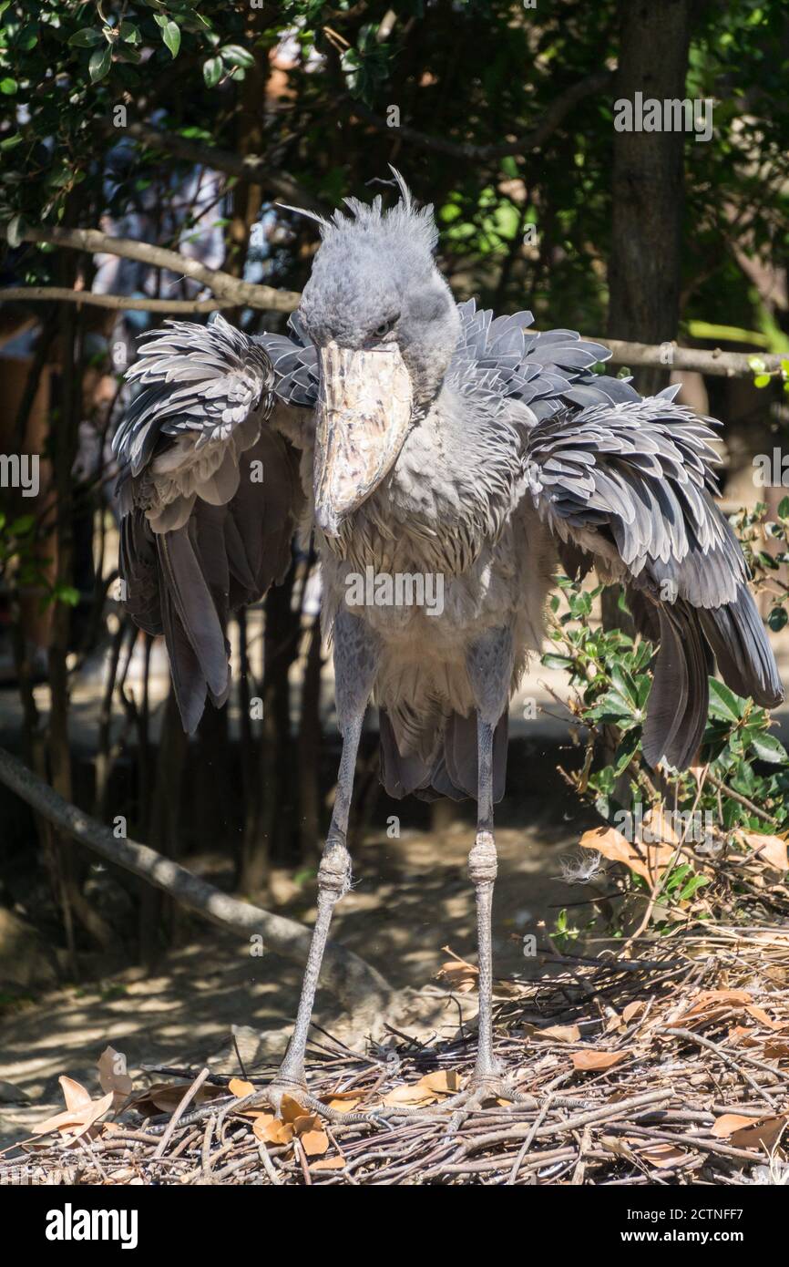 Schuhabvogel oder Schuhaborgel (Balaeniceps rex), ein großer graustorchähnlicher Vogel, aufgenommen in Kobe Animal Kingdom, Kobe, Japan Stockfoto