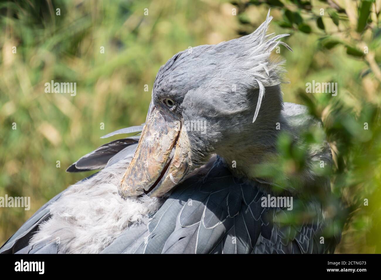 Schuhabvogel oder Schuhaborgel (Balaeniceps rex), ein großer graustorchähnlicher Vogel, aufgenommen in Kobe Animal Kingdom, Kobe, Japan Stockfoto