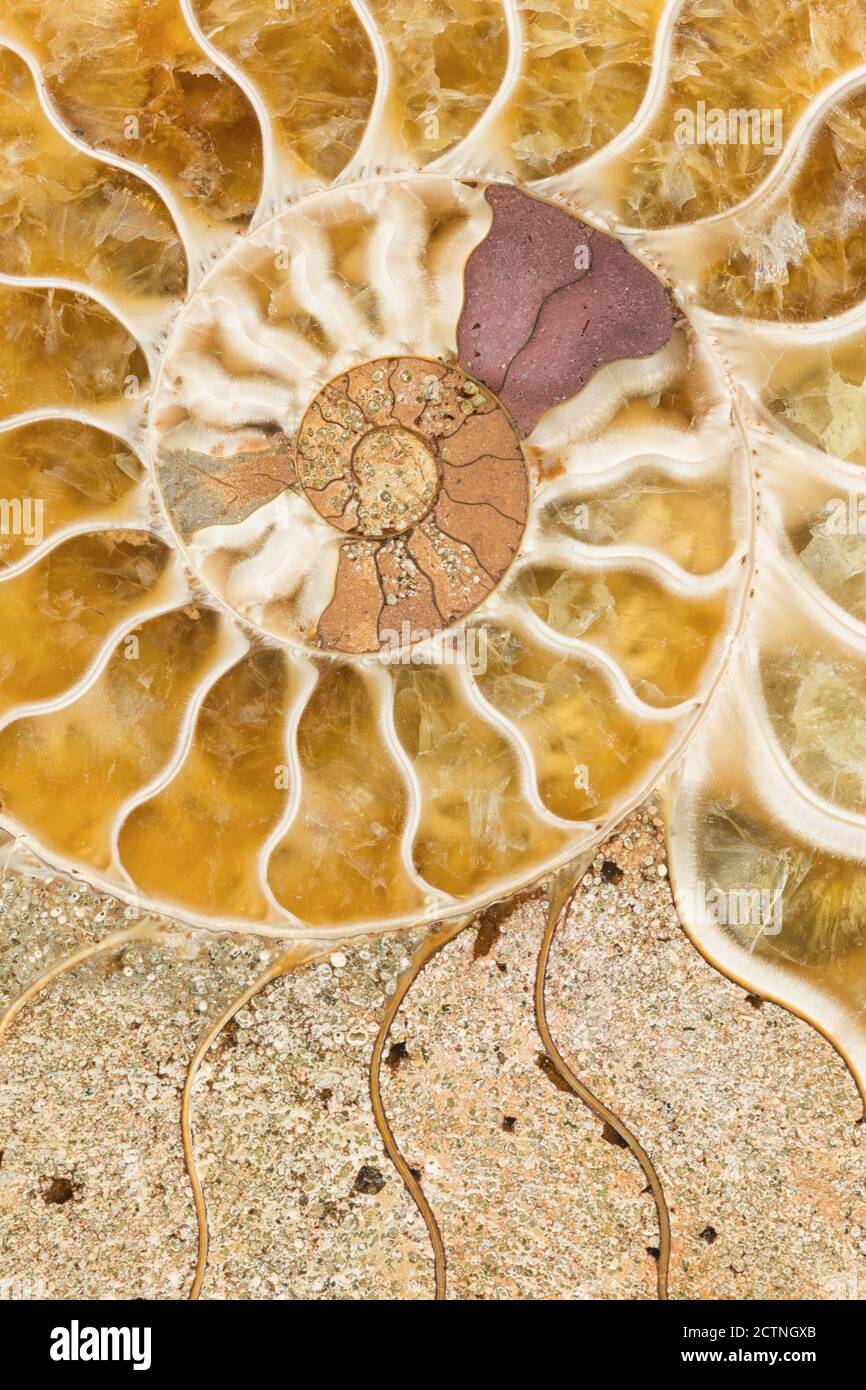 Makroaufnahme einer gespaltenen versteinerten Ammonithülle, die die inneren mineralisierten Kammern zeigt; ein ausgestorbenes marines Wirbellose aus Madagaskar; Alter: Kreidezeit-albisches Stadium (vor 110 Millionen Jahren) Stockfoto