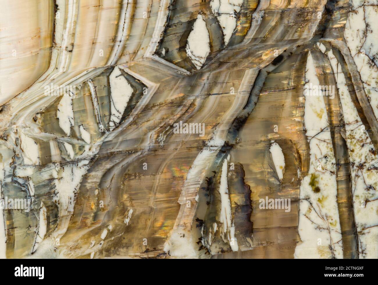 Makroaufnahme des strukturellen Details in einem pietersite Edelstein aus Arizona. Auch bekannt als 'Arizona Tigerauge' ist es eine Vielzahl von Chalcedon, die Amphibole Mineralfasern enthält, die in einem chatoyant optischen Reflexionseffekt führen. Stockfoto