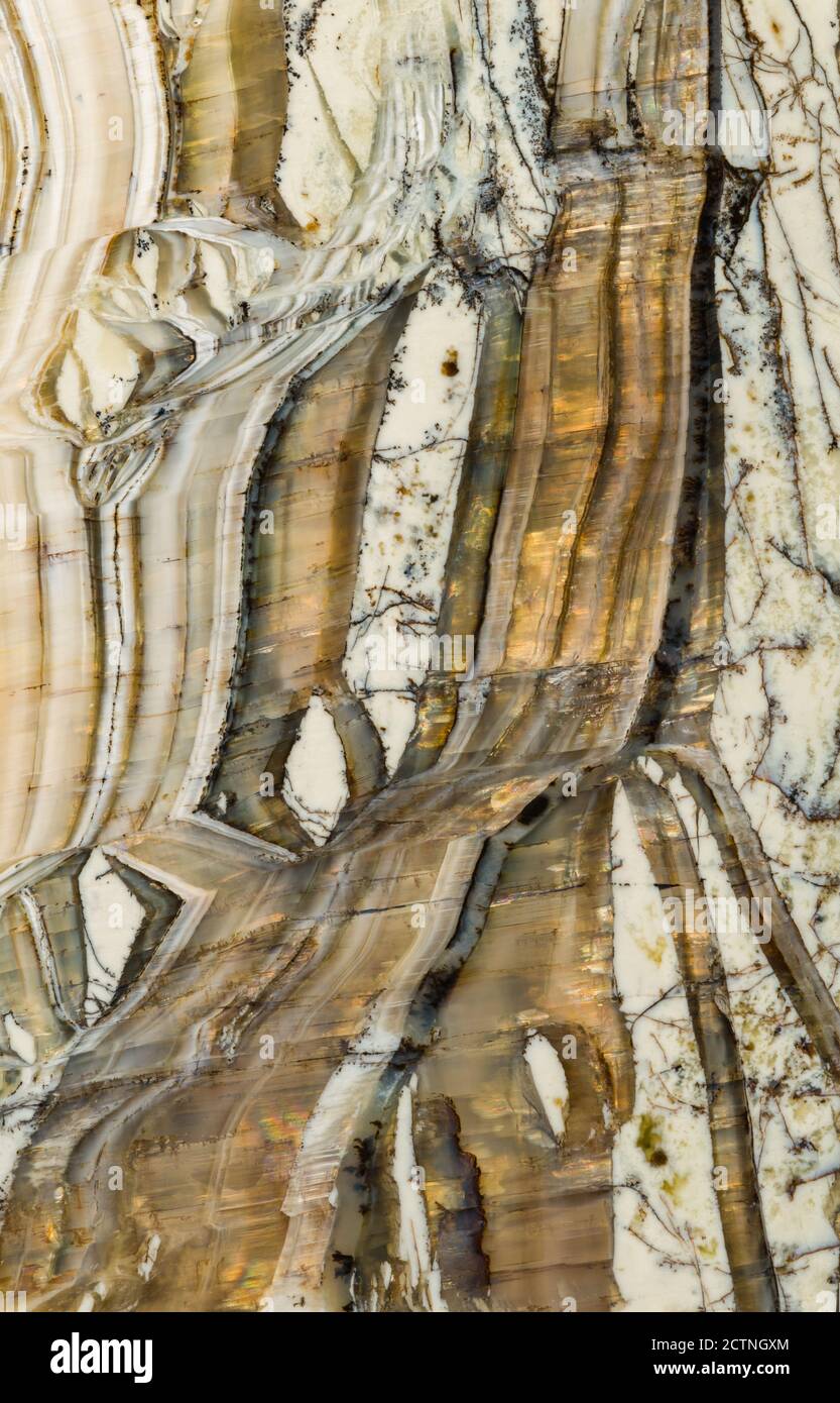Makroaufnahme des strukturellen Details in einem pietersite Edelstein aus Arizona. Auch bekannt als 'Arizona Tigerauge' ist es eine Vielzahl von Chalcedon, die Amphibole Mineralfasern enthält, die in einem chatoyant optischen Reflexionseffekt führen. Stockfoto