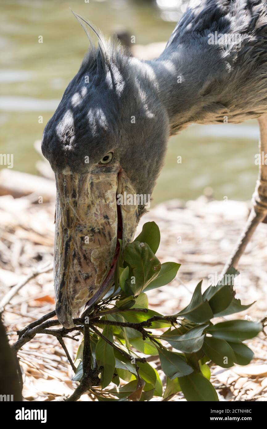 Schuhabvogel oder Schuhaborgel (Balaeniceps rex), ein großer graustorchähnlicher Vogel, aufgenommen in Kobe Animal Kingdom, Kobe, Japan Stockfoto