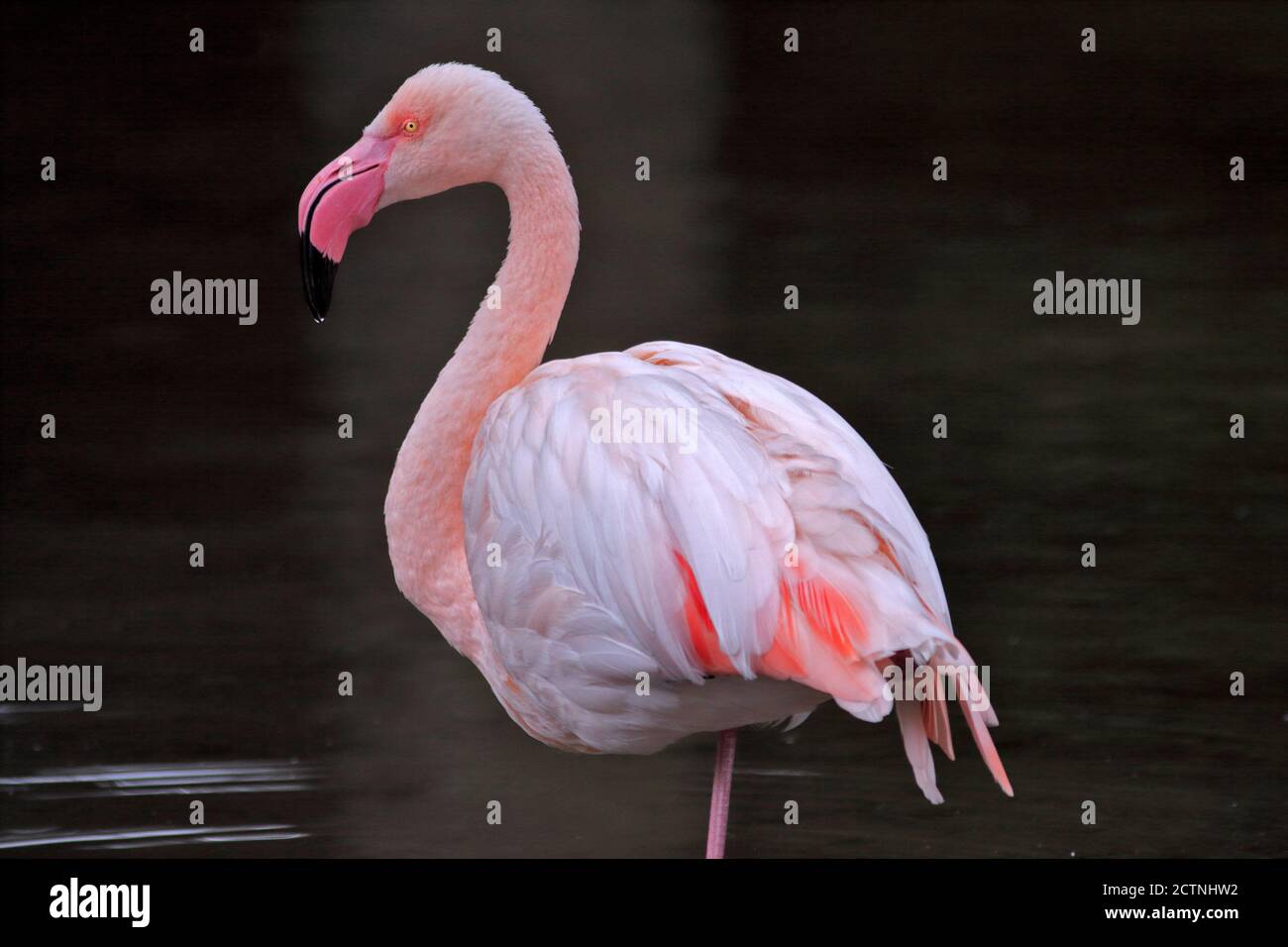 Flamingo (phoenicoperus roseus) Stockfoto