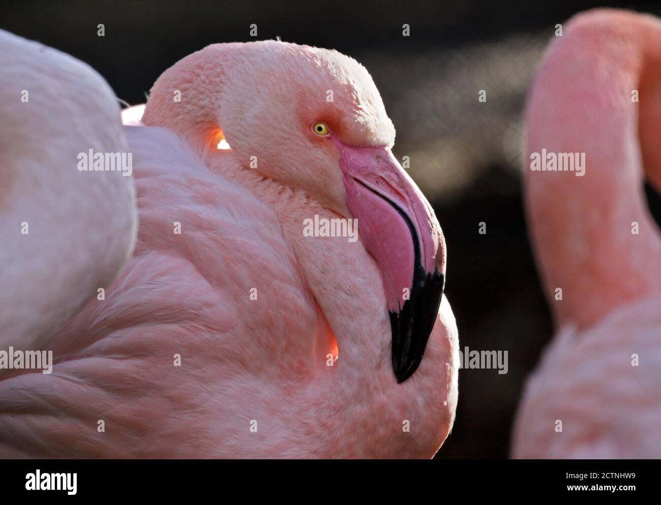 Flamingo (phoenicoperus roseus) Stockfoto