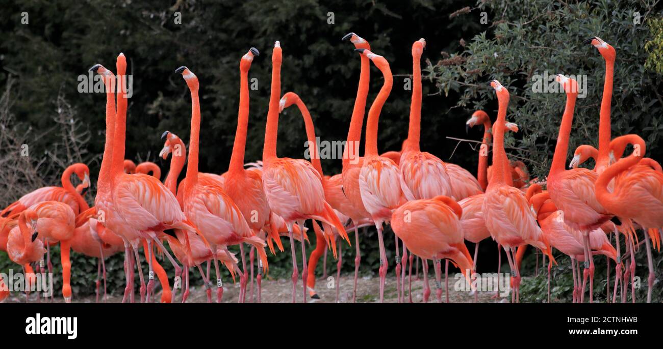 Gruppe karibischer Flamingos (phoenicopterus ruber) Stockfoto