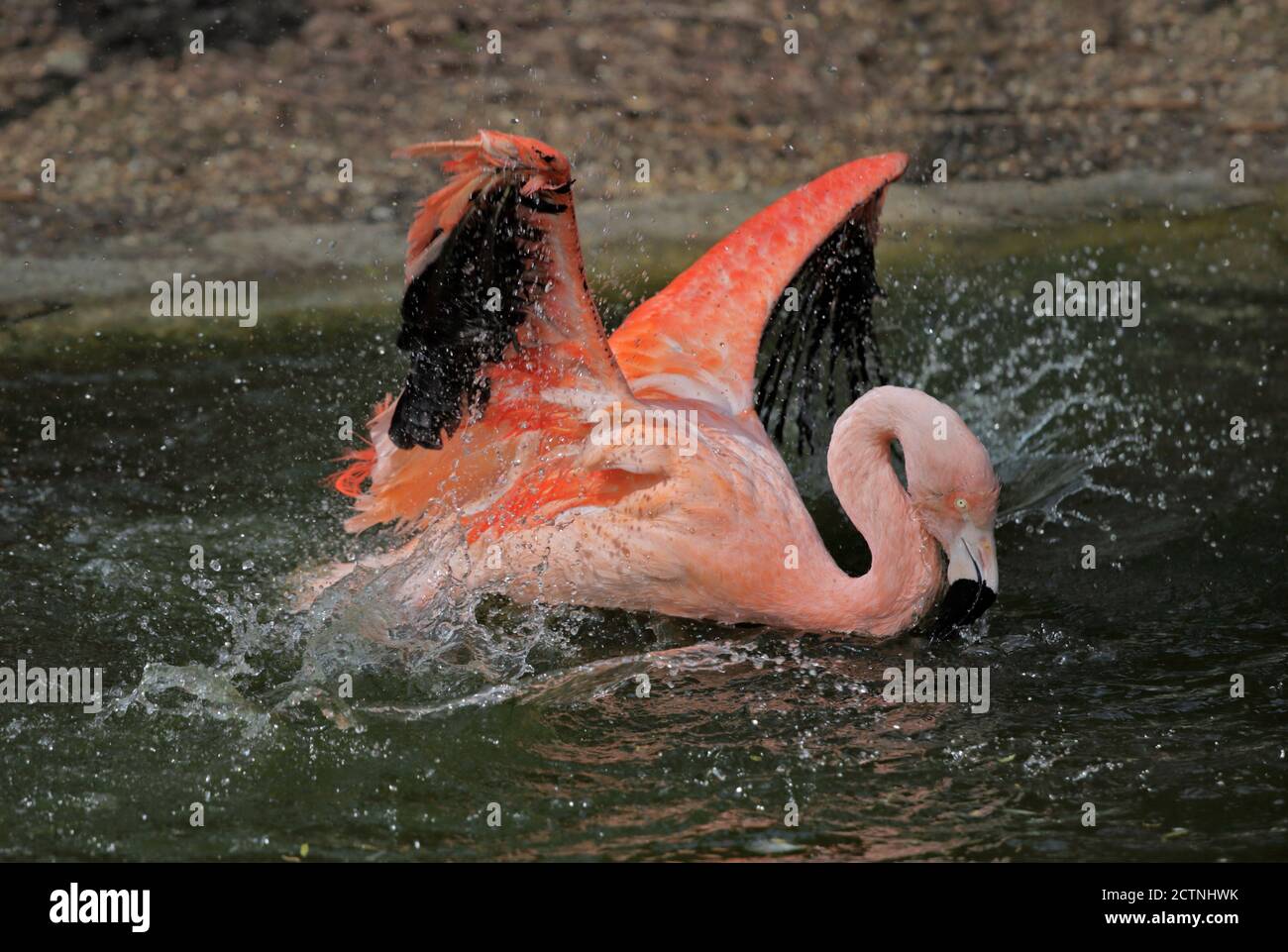 Chilenische Flamingo (Phoenicopterus Chilensis) Stockfoto