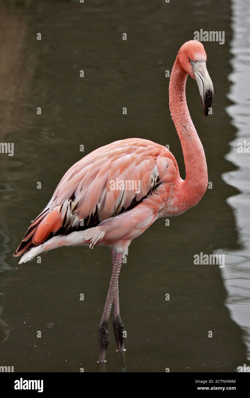 Großer Flamingo (phoenicoperus roseus) juvenil Stockfoto