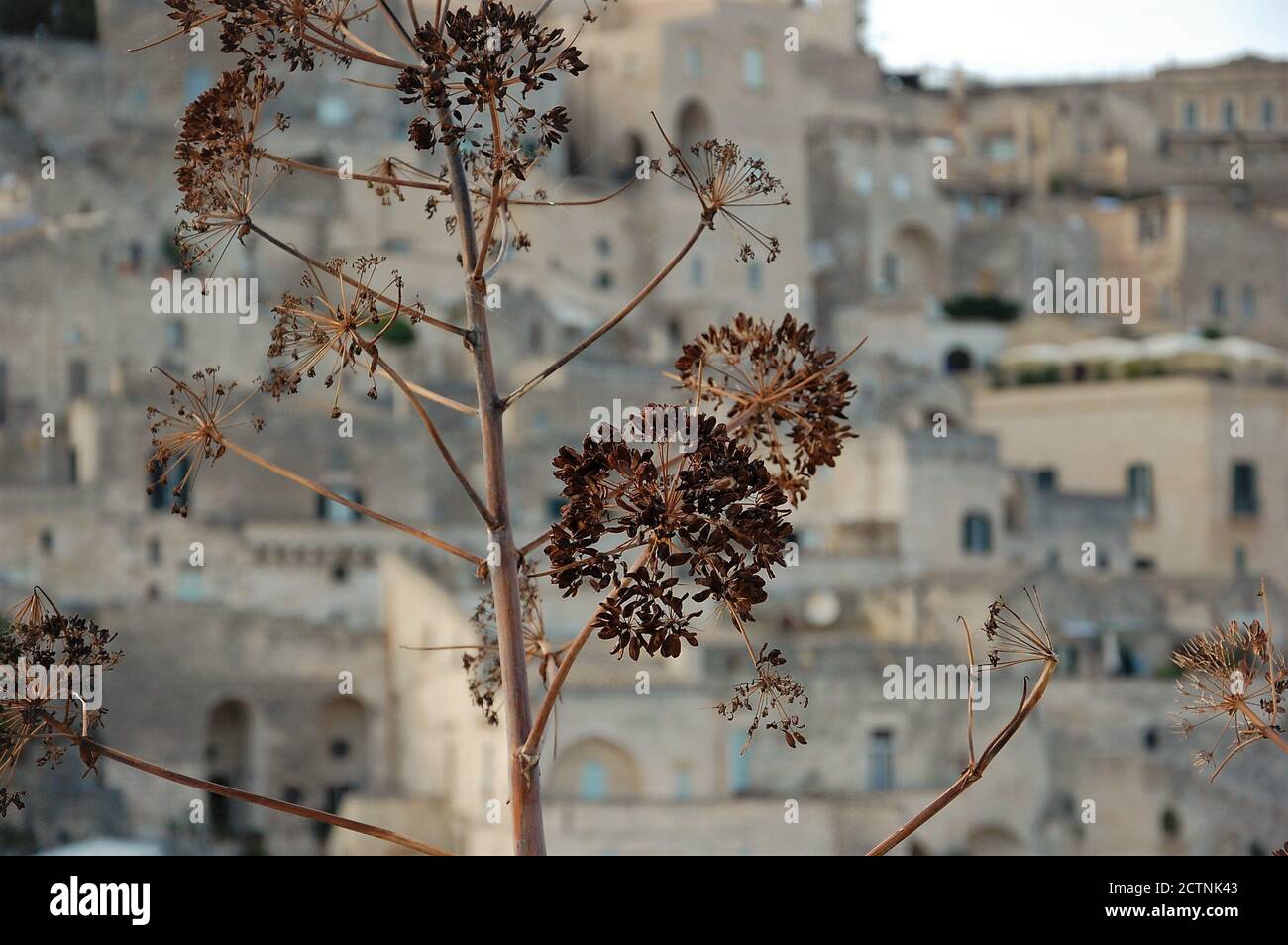Emotionale Beschriftung der UNESCO-Website Sassi von Matera Stadtlandschaft Und wilde trockene braune Blüten im Vordergrund Stockfoto