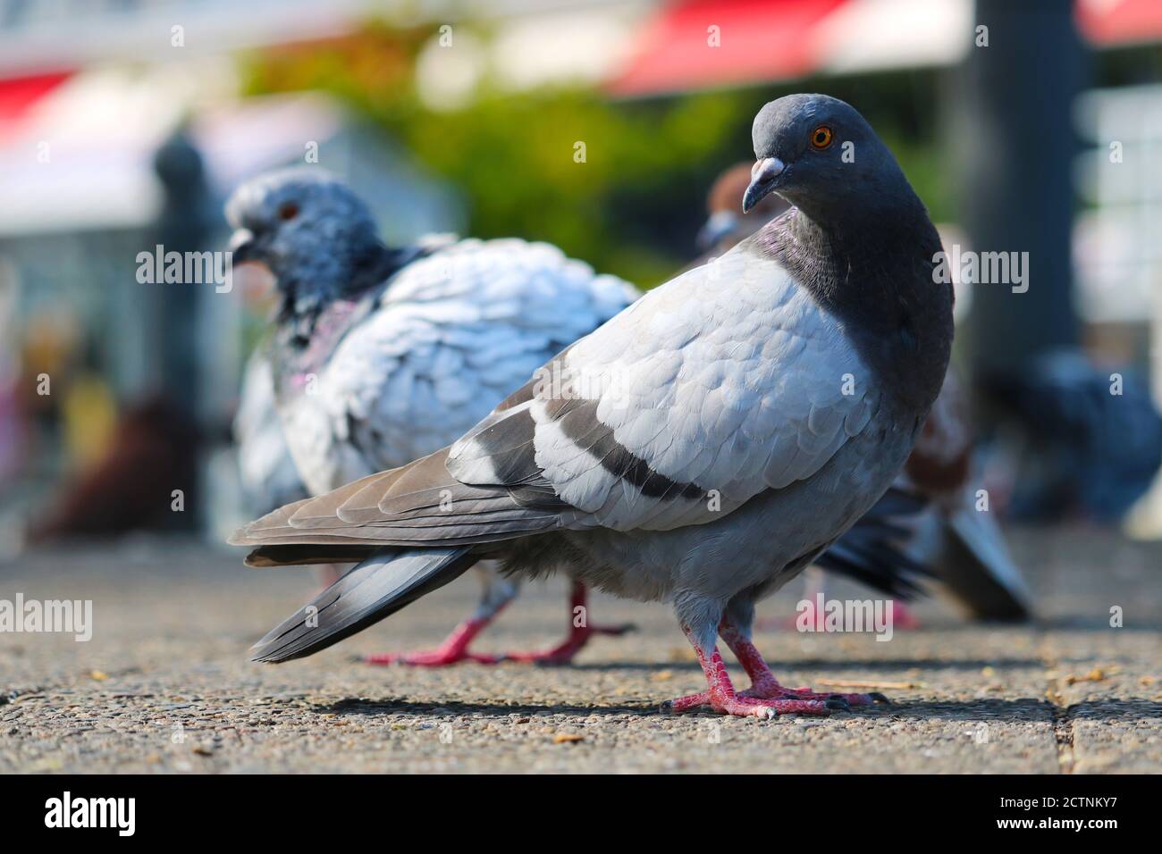 Zwei Felstauben, columba livia, warten auf dem Boden vor einem verschwommenen urbanen Hintergrund in der Sonne Stockfoto